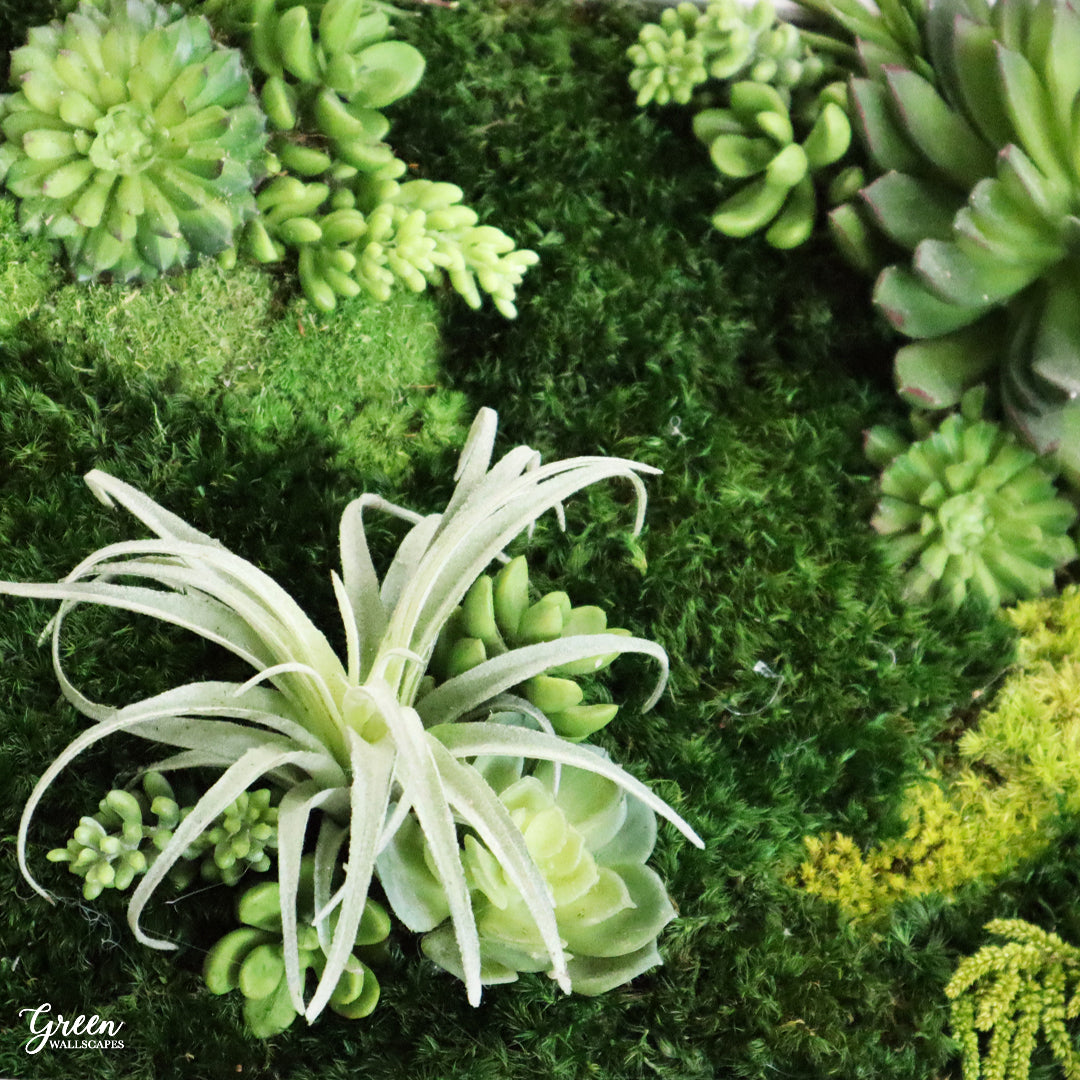 succulent shadow box for wall 11" x 14" Shadow Box Frame - Mixed Moss Wall Art - Amazonia