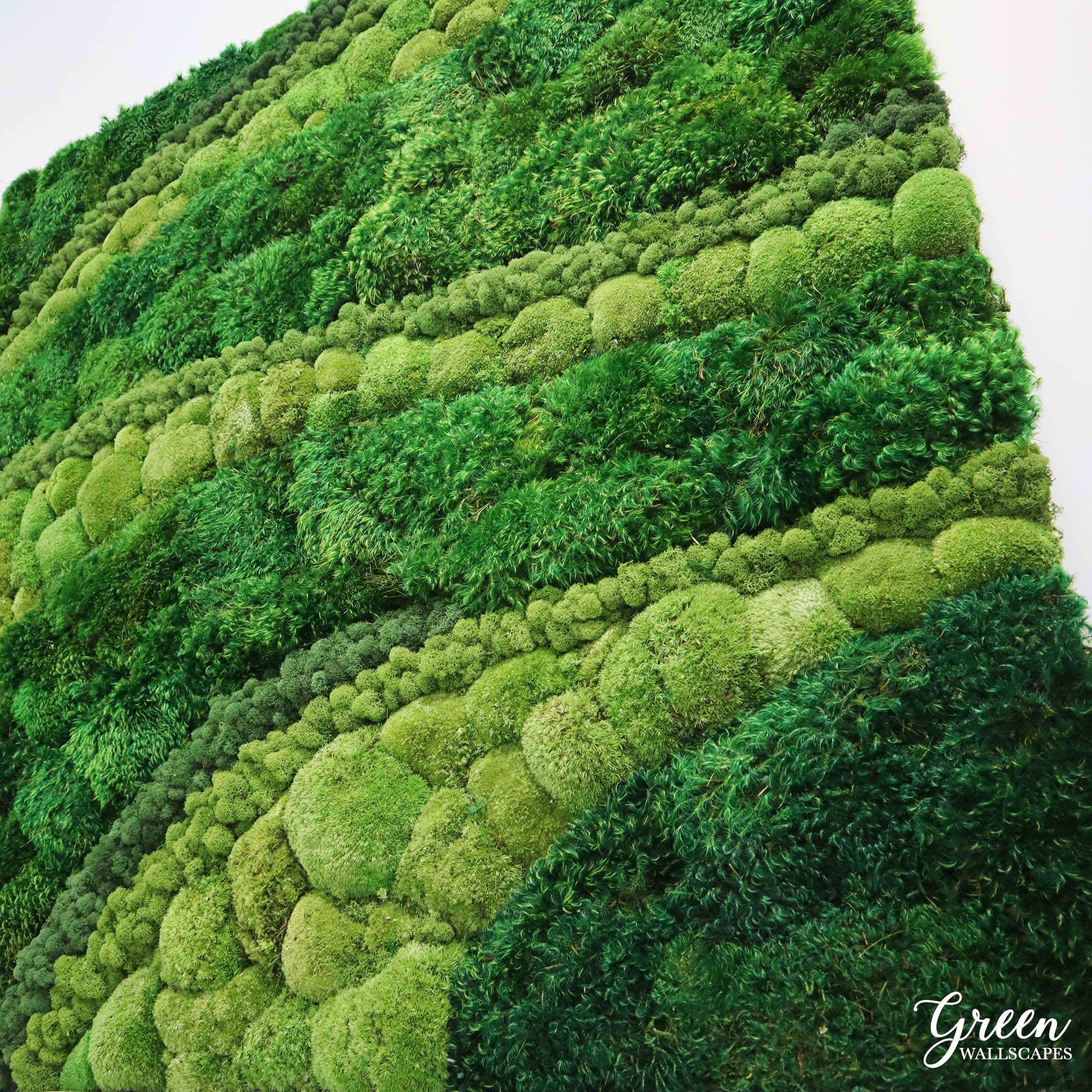 Three Types of Preserved Moss to Decorate With – Green Wallscapes