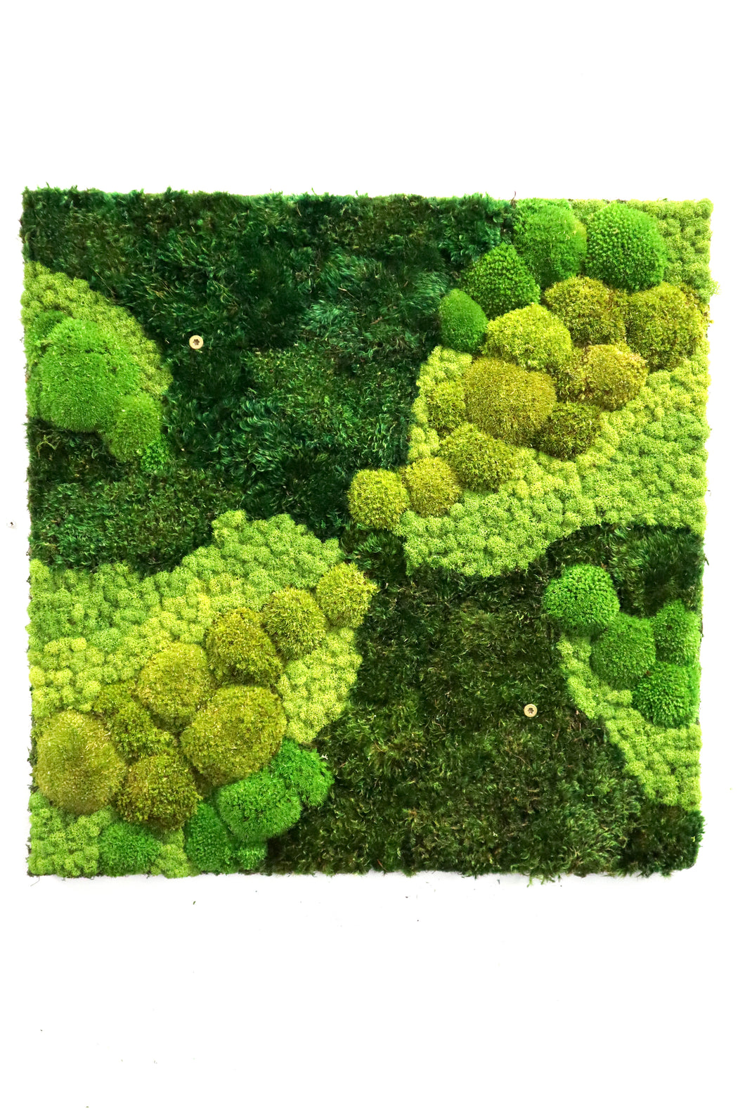 Mixed Moss Wall Art