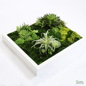 succulent shadow box for wall 11" x 14" Shadow Box Frame - Mixed Moss Wall Art - Amazonia