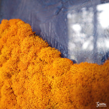 Citrus Horizon - Moss Shadow Box