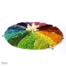 Color Wheel Moss Art | Moss Wall Art