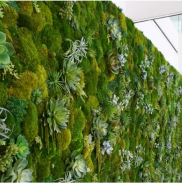 large mixed mosses moss wall with succulents