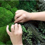 hands and mixed mosses and ferns