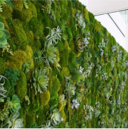 large mixed mosses and succulents and ferns moss wall