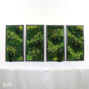 Amazonia Frames - Correlating Succulent and Moss Frames