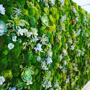 Amazonia Moss and Succulent Wall | Succulent and Moss Wall | Moss Wall | Green Wall